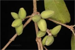 Linociera malabarica